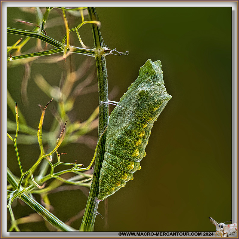 Chrysalide de Machaon